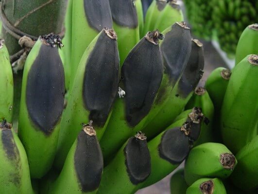 Síntomas, tratamientos y recomendaciones para tratar ahongado o punta de cigarro