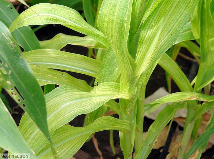 Corn chlorotic mottle virus (mcmv) | microbeid