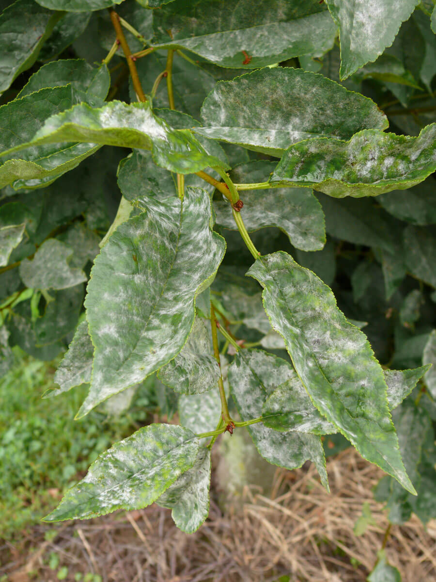 Oïdium sur cerisier : comment le reconnaître et le traiter efficacement