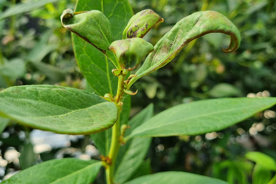 Thrips : ce qu'ils sont, d'où viennent-ils et comment les éliminer efficacement ?
