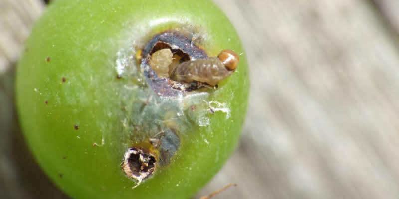 Bunch moth or European grape moth in grapes: How to recognize and treat it effectively