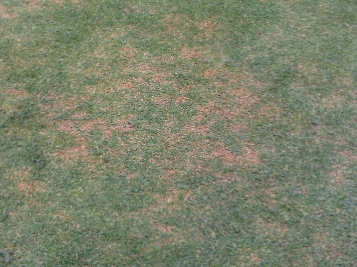 Cómo reconocer y combatir decaimiento o mancha foliar en cesped