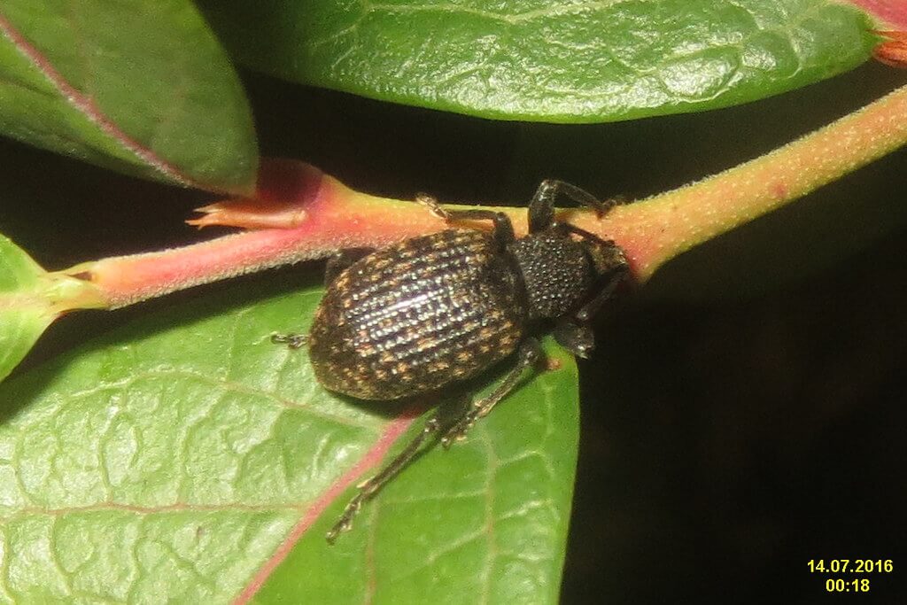 Vine weevil: what it is, how it originates, and how to eliminate it effectively
