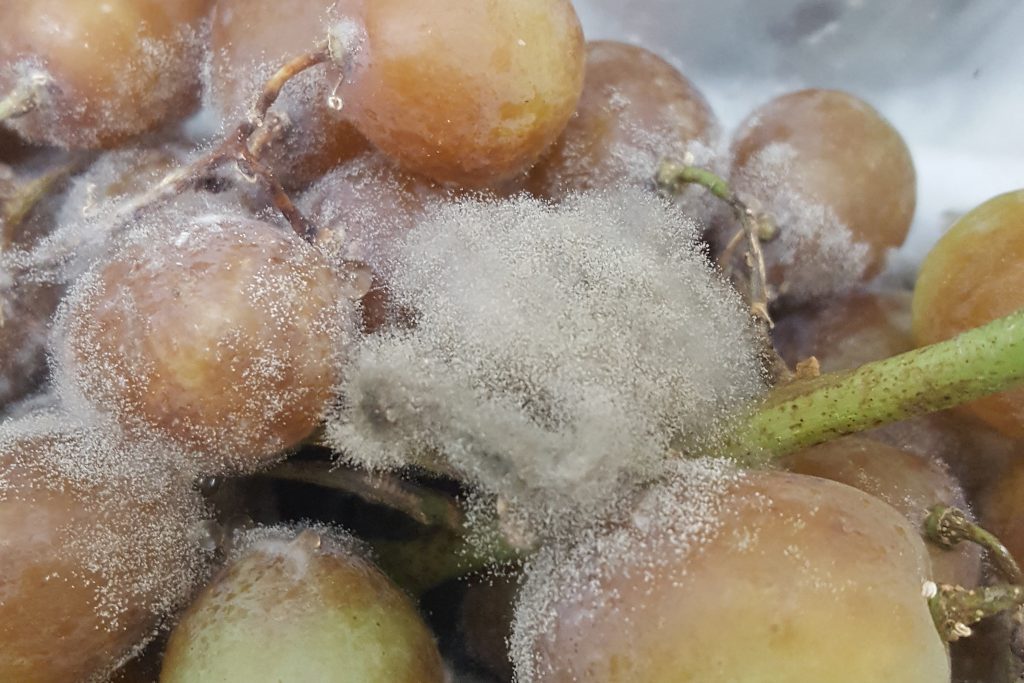 Hongos en frutos: Cómo se reconoce y se trata eficazmente