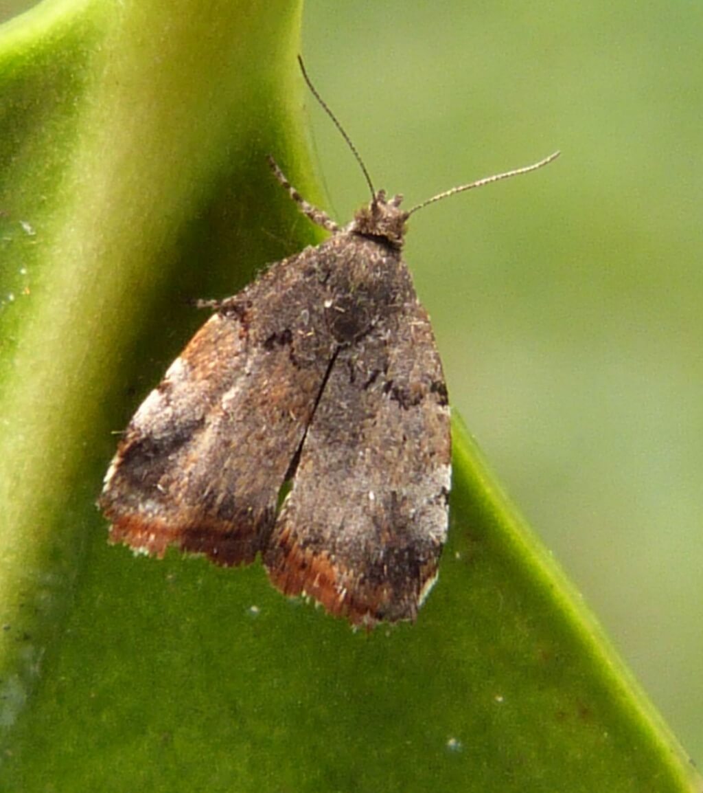 Daños causados por Oruga o polilla de las hojas en Higo o higuera