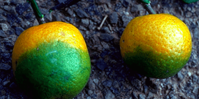Huanglongbing (HLB), Enverdecimiento de los cítricos o dragón amarillo en Cítricos: Cómo se reconoce y se trata eficazmente