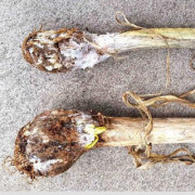 Podredumbre blanca en ajo | idMicrobe