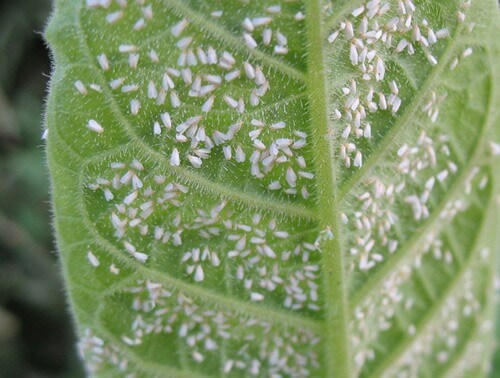 Aleurode : qu'est-ce que c'est, comment apparaît-elle et comment l'éliminer efficacement ?