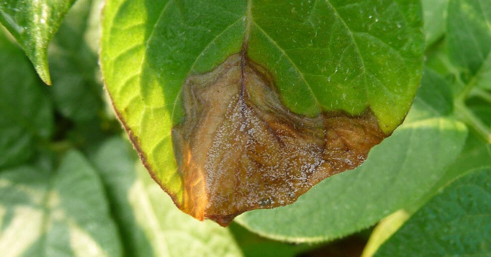 Podridão cinzenta em plantas ornamentais | idMicrobe