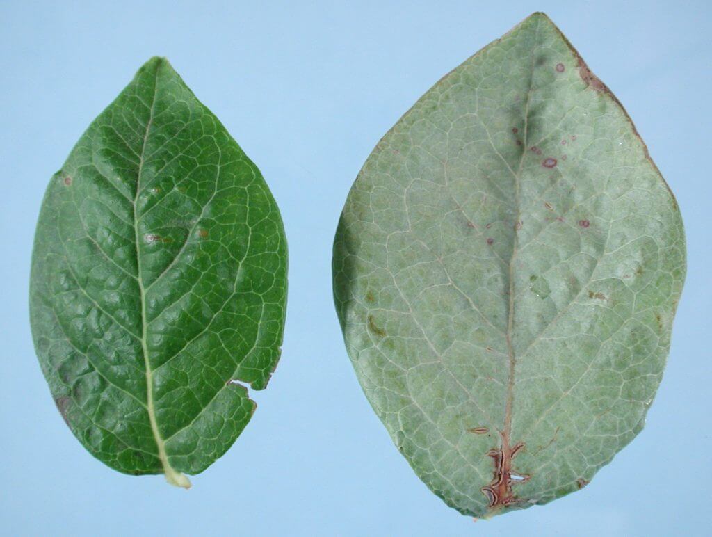 Plateado del arándano: qué es, cómo se origina y cómo eliminar de forma efectiva