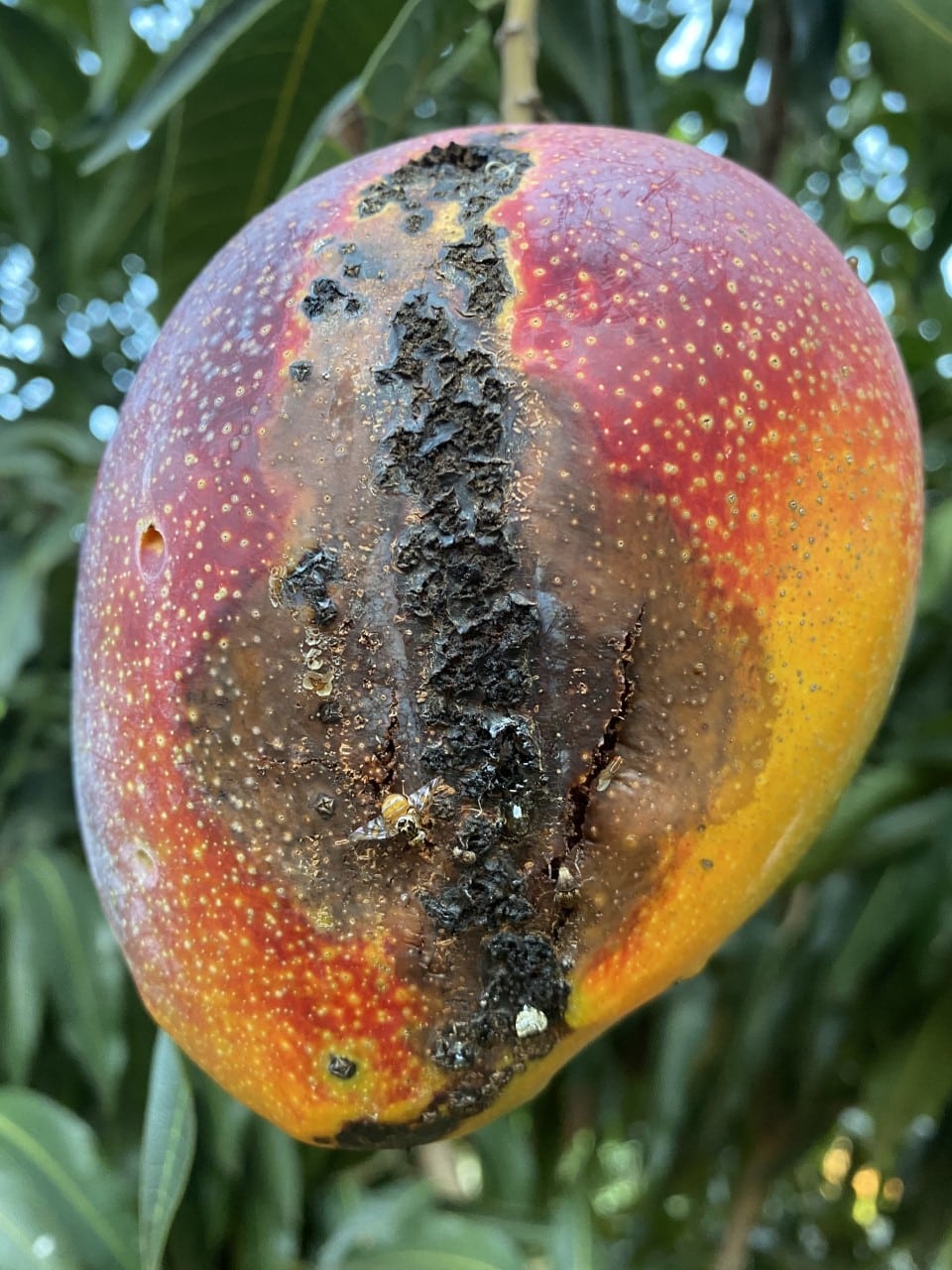Fruto afectado por bacteriosis con manchas y lesiones en la superficie