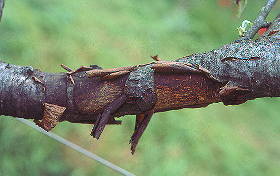 Chancre papyracé : qu'est-ce que c'est, comment apparaît-il et comment l'éliminer efficacement ?