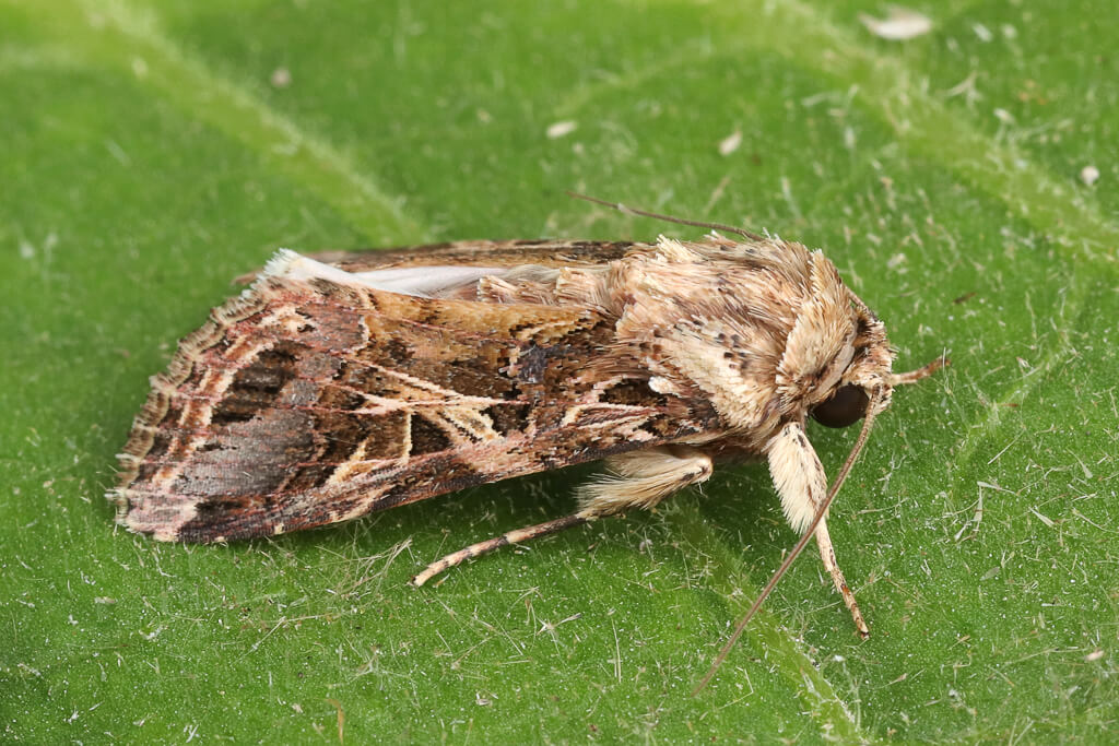 Rosquinha Preta ou Prodeni: Sintomas e Danos na Alface