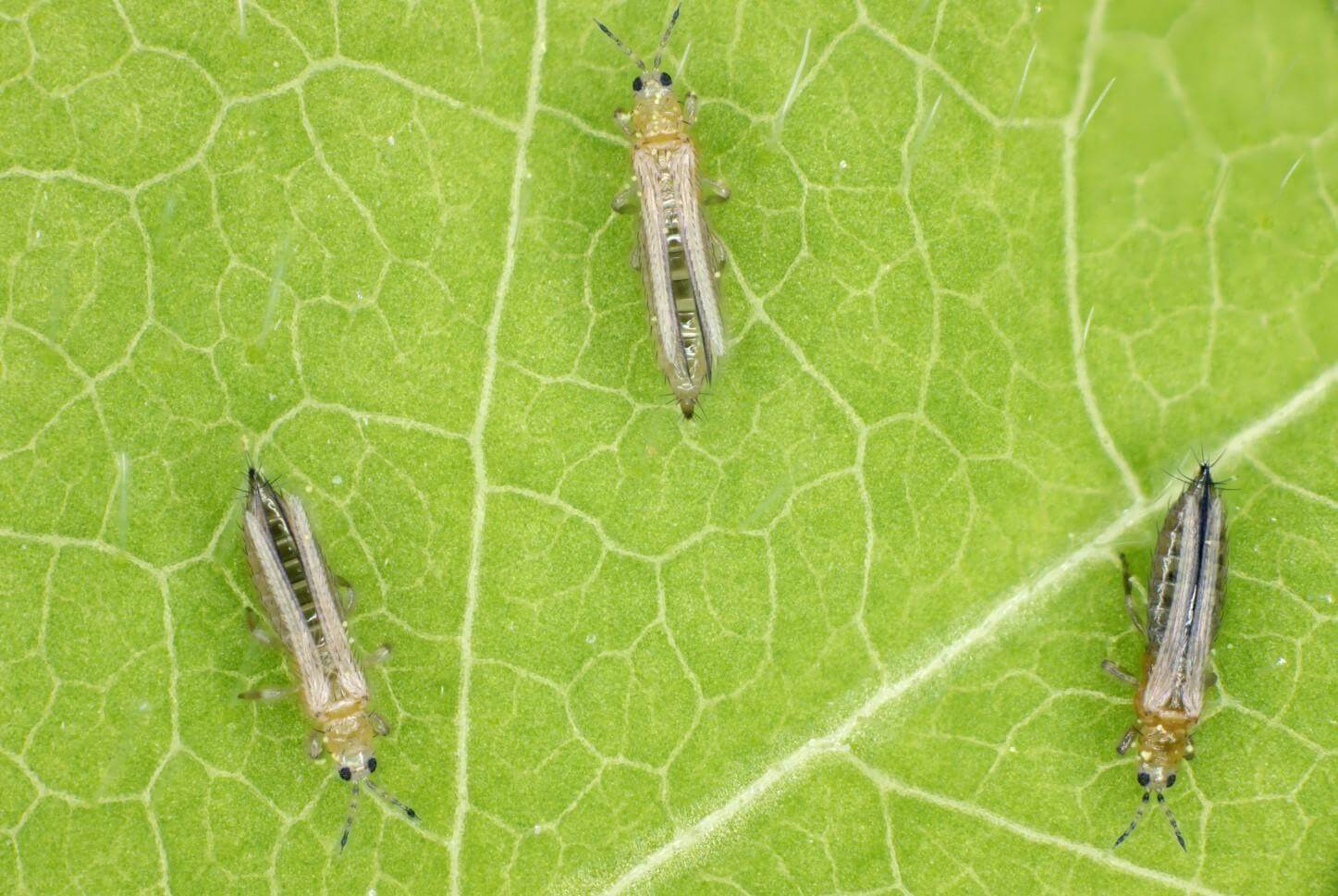 Tripes de Rosa | idMicrobe