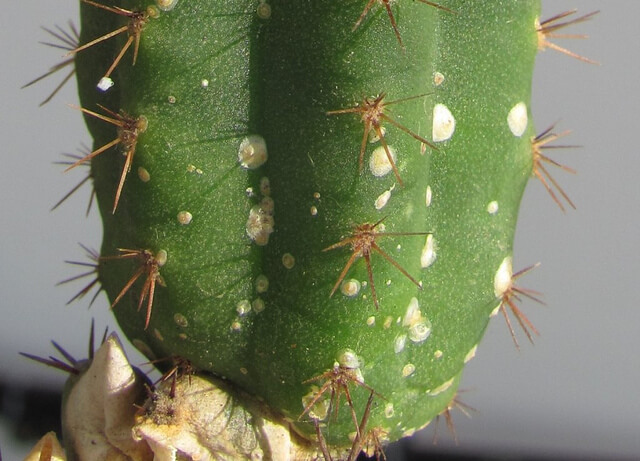 Mealybugs or scale insects: Symptoms and damage on cacti