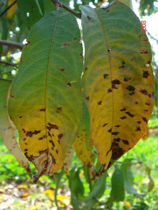 Mancha negra o mancha bacteriana: Síntomas y daños en Melocotón, durazno o nectarina