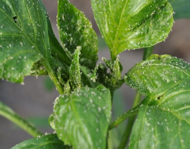 Daños causados por Pulgón en Pimiento