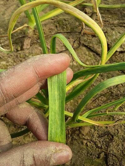 Enanismo amarillo de la cebolla en ajo | idMicrobe
