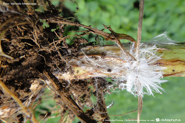 Southern blight on beets | idMicrobe