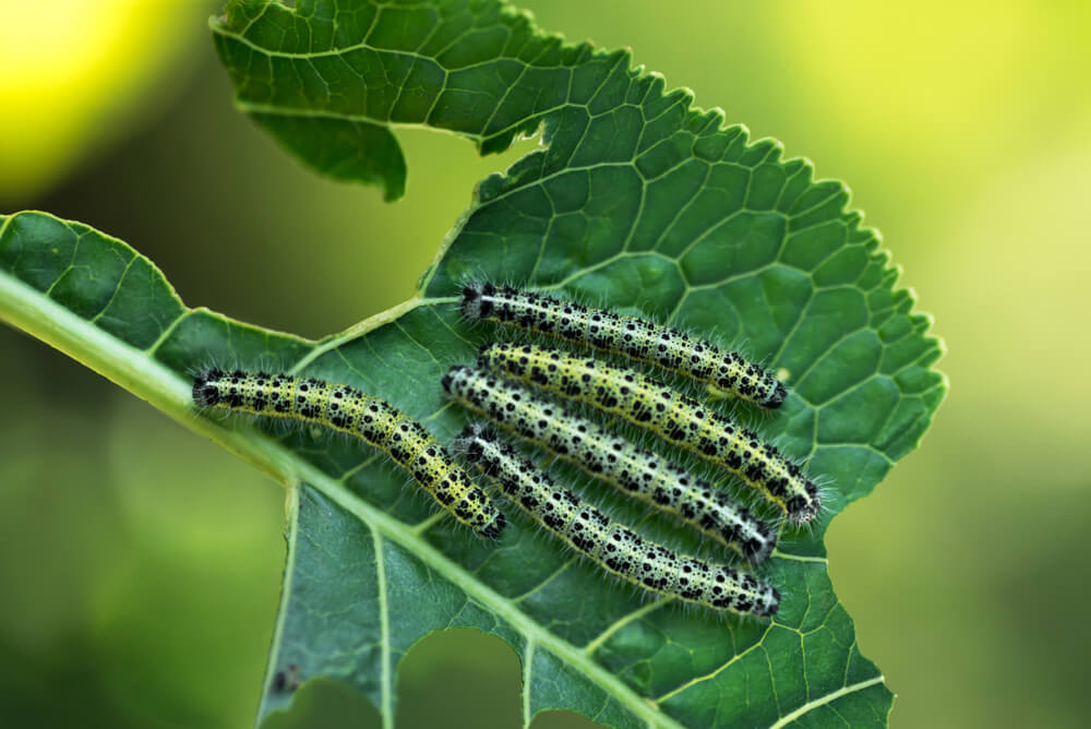 Oruga de la col en Rábano: Cómo se reconoce y se trata eficazmente