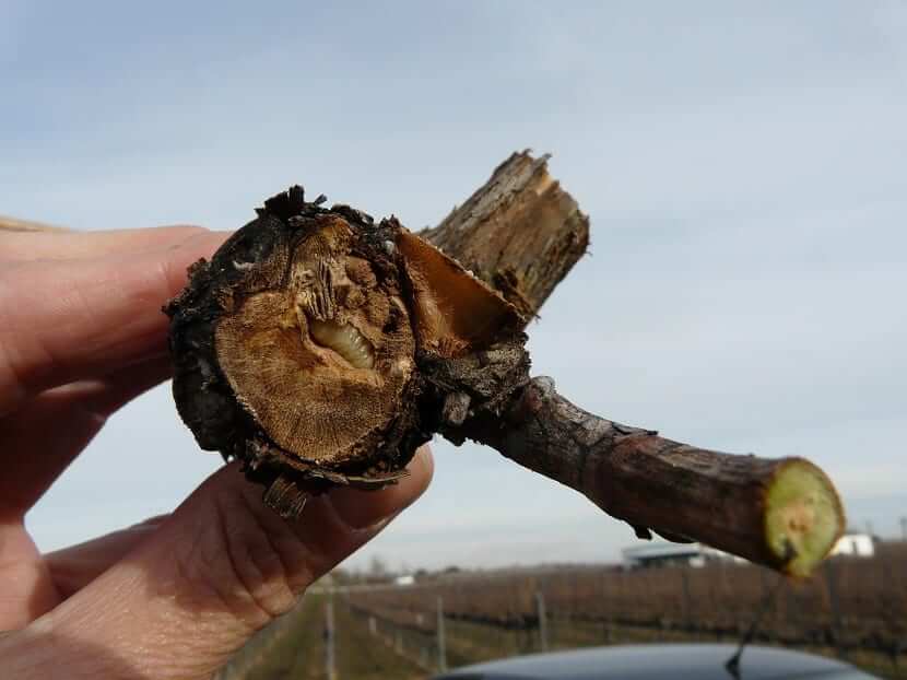 Daños causados por Barrenillo en Higo o higuera