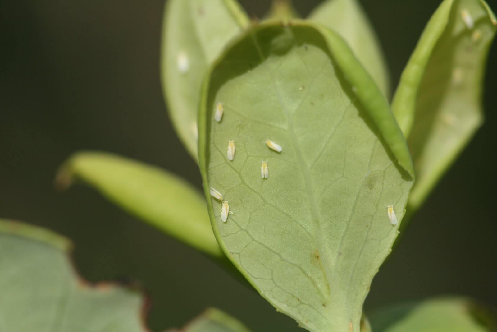 Como reconhecer e combater a mosca-branca em mirtilos