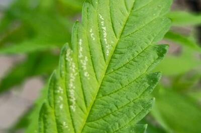 Cicadélidos, saltahojas, chicharritas o cigarreras: Síntomas y daños en Cannabis