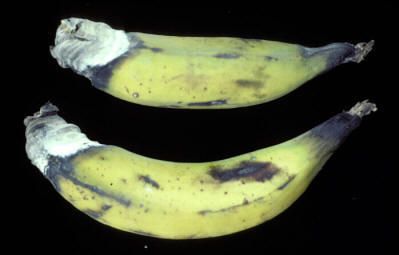 Daños causados por Ahongado o punta de cigarro en Platanera