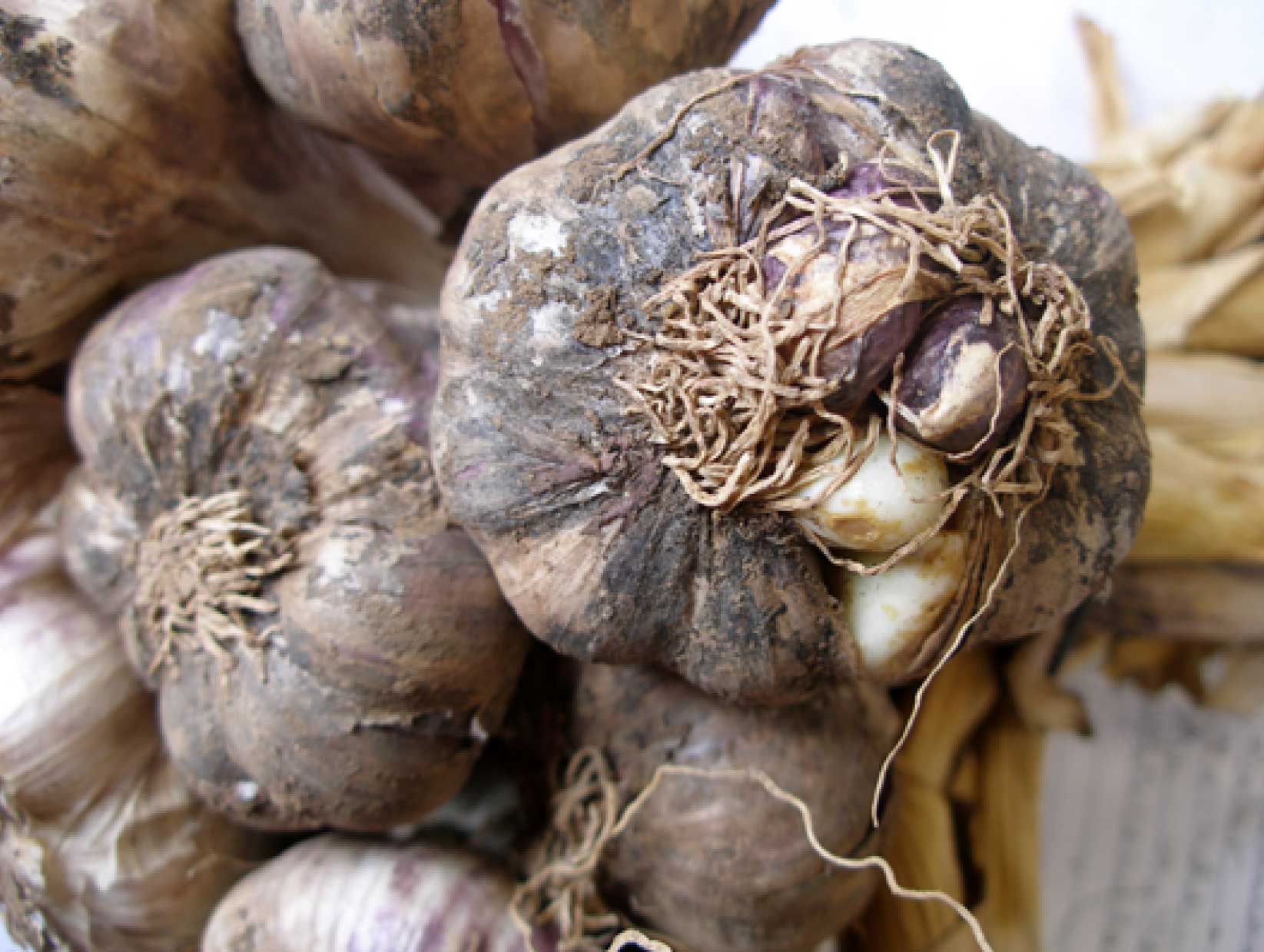 Stem and bulb nematode: what it is, how it originates, and how to eliminate it effectively