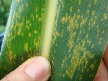 Daños causados por Roya blanca en Maíz