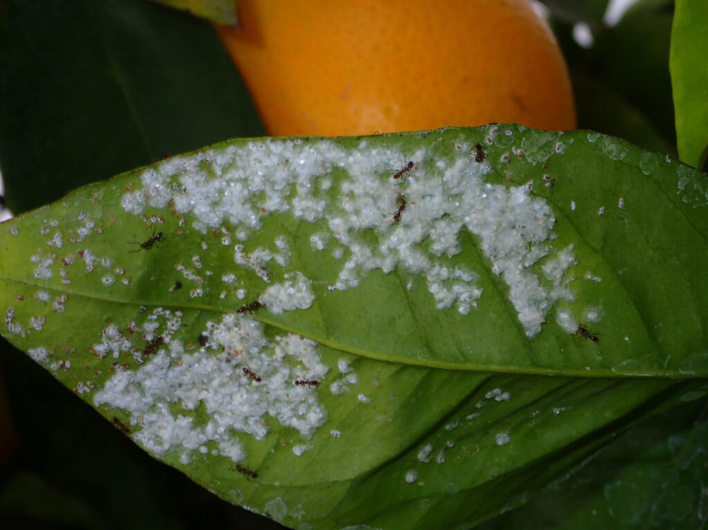 Mosca blanca en geranio | idMicrobe