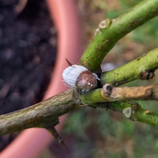Cochinilla acanalada en Naranjo: Cómo se reconoce y se trata eficazmente