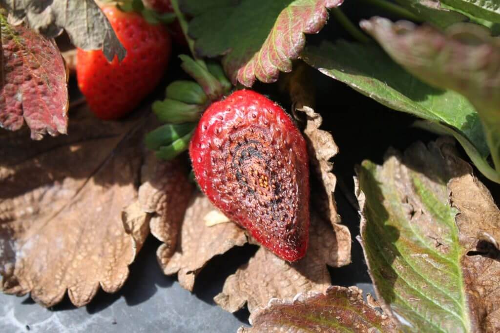 Neopestalotiopsis in berries | microbeid
