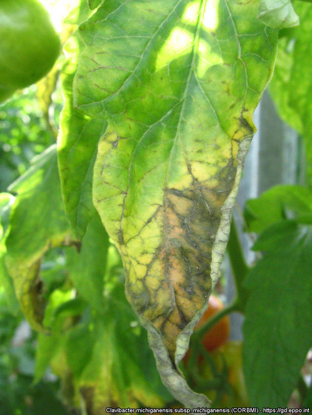 Cancro o cáncer bacteriano en Pimiento: Cómo se reconoce y se trata eficazmente