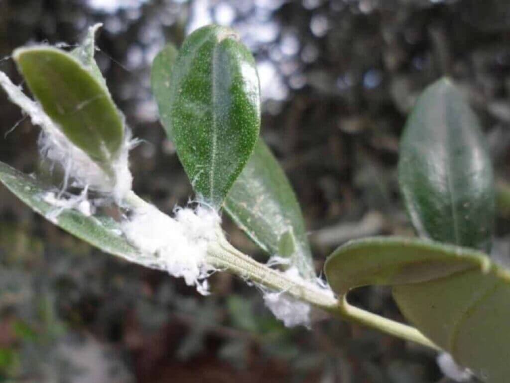 Cochonilhas-farinhentas: Sintomas e danos em plantas ornamentais