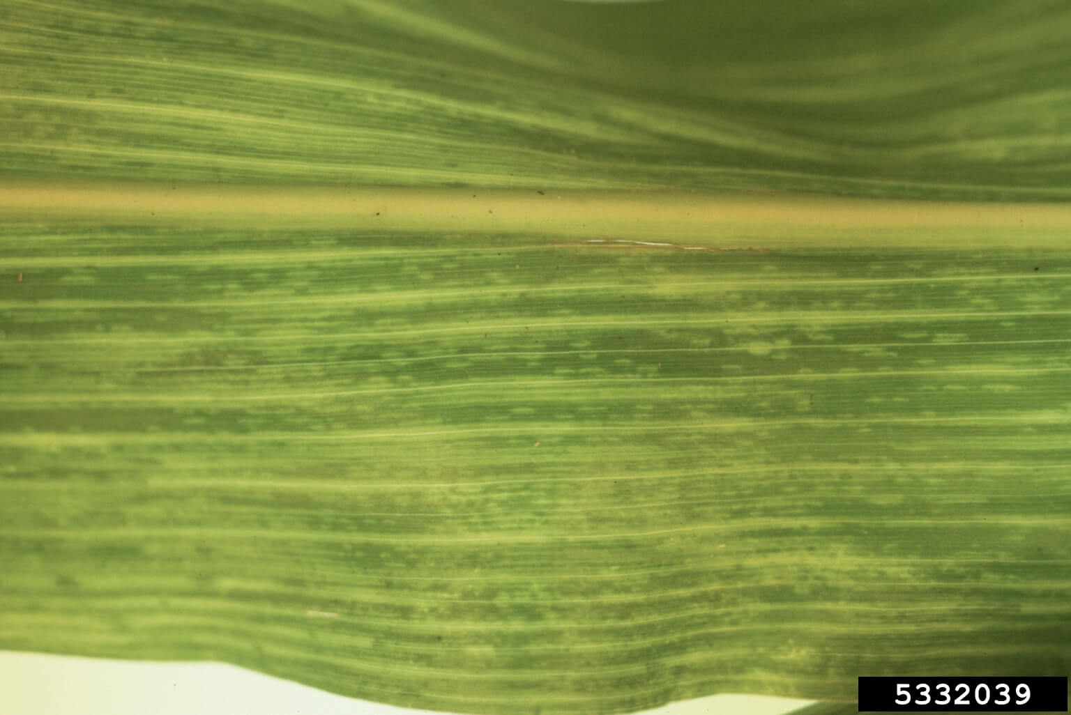 Virus du nanisme rugueux du maïs (MRDV) : symptômes et dégâts sur le maïs