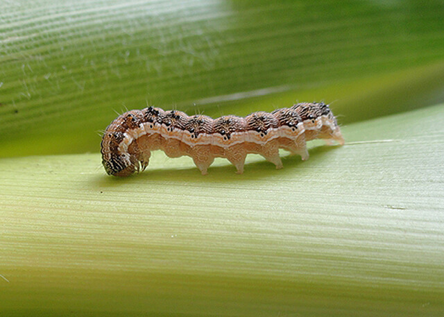 Earworm in Berries: How to Recognize and Treat It Effectively