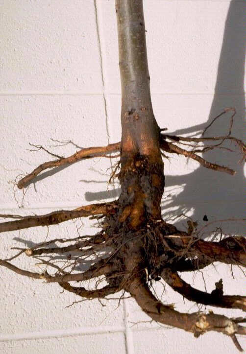 Danos causados pela podridão da raiz ou da coroa em mirtilos