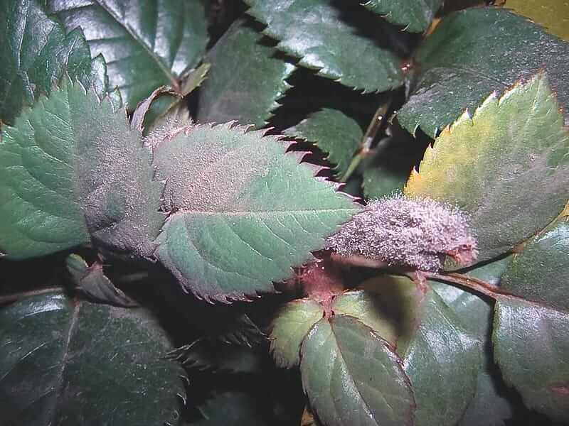 Pourriture des racines et des tiges des plantes ornementales | idMicrobe