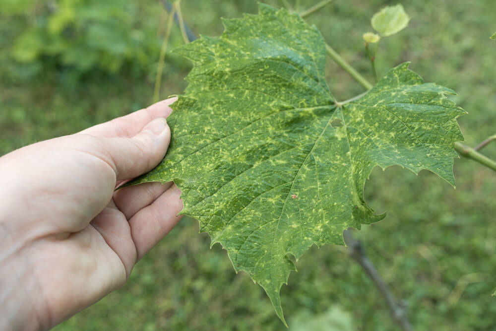 Mites on grapevines | idMicrobe