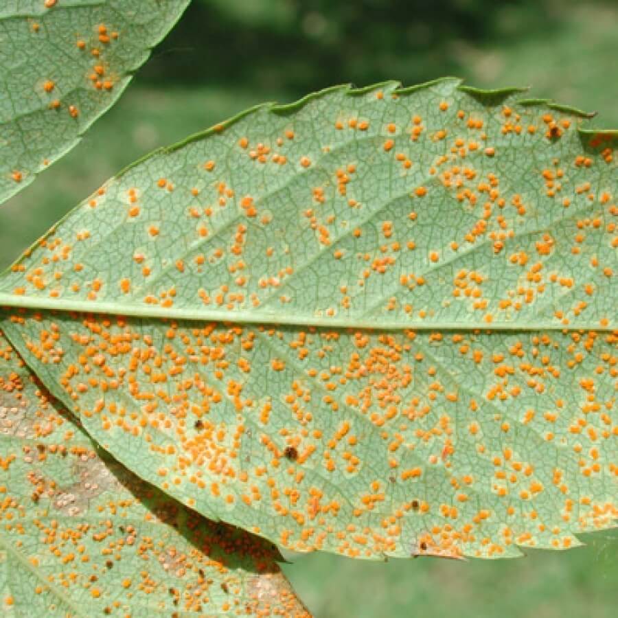 Royas: qué es, cómo se origina y cómo eliminar de forma efectiva en plantas ornamentales