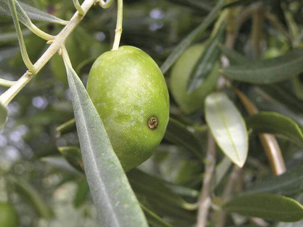 Cómo reconocer y combatir mosca del olivo