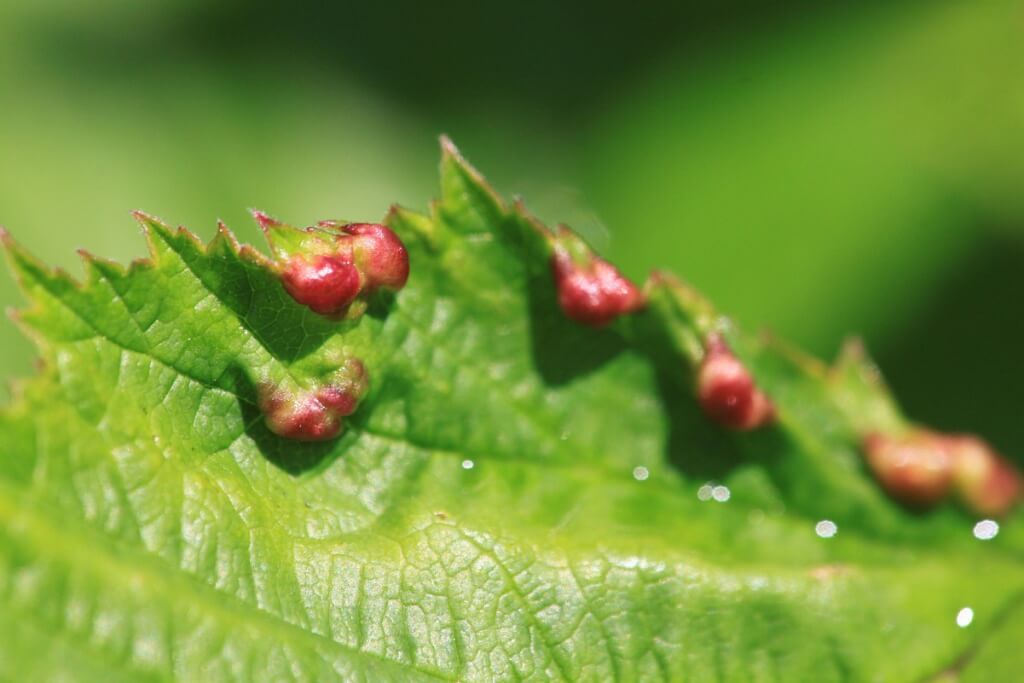 Mosquito o mosca de la agalla en frambuesa | idMicrobe