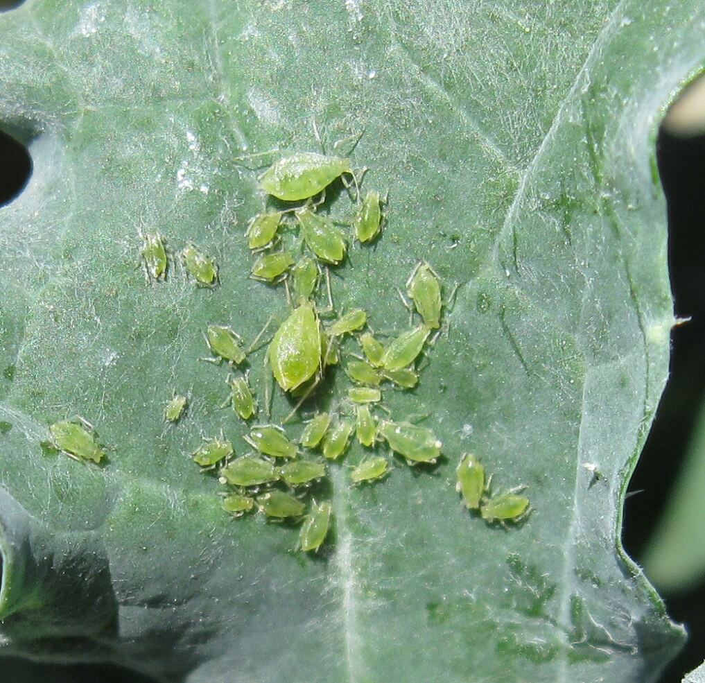 Pulgón en lechuga y similares | idMicrobe