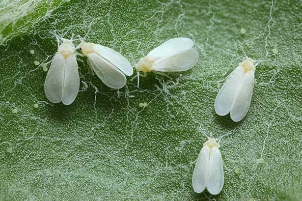Whitefly on ornamental garden plants | idMicrobe