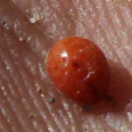 Danos causados pela Pérola da Terra em Mora