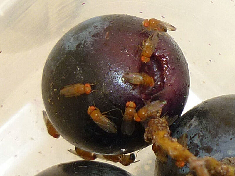 Mosca de la fruta en Cerezo: Cómo se reconoce y se trata eficazmente