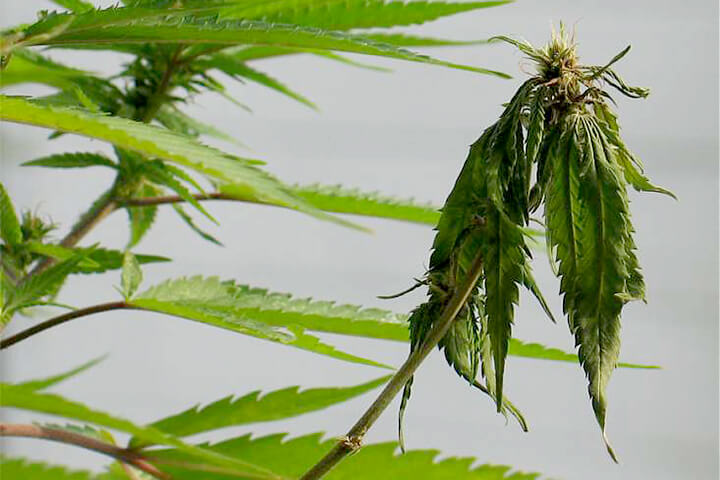 Murcha de fusarium: sintomas e danos à cannabis
