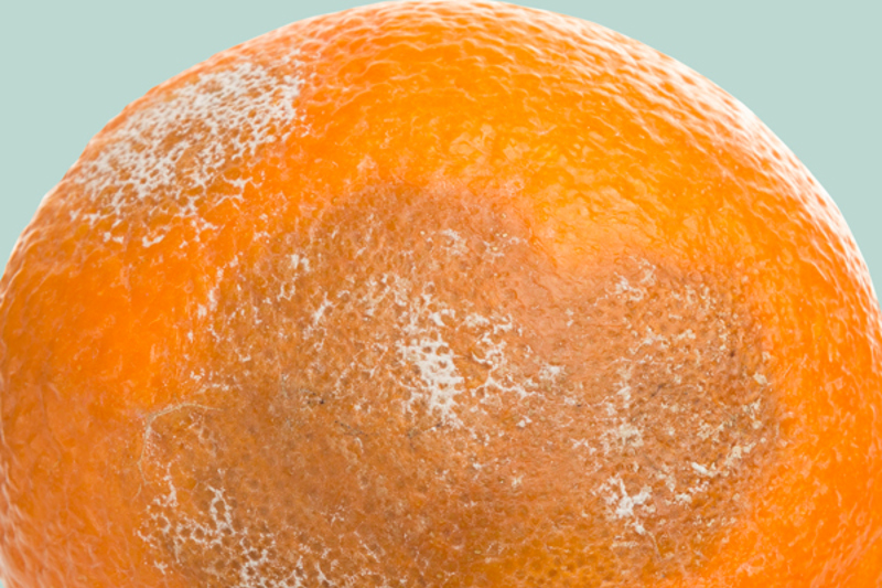 Fruit affected by waterlogging with soft areas and rot
