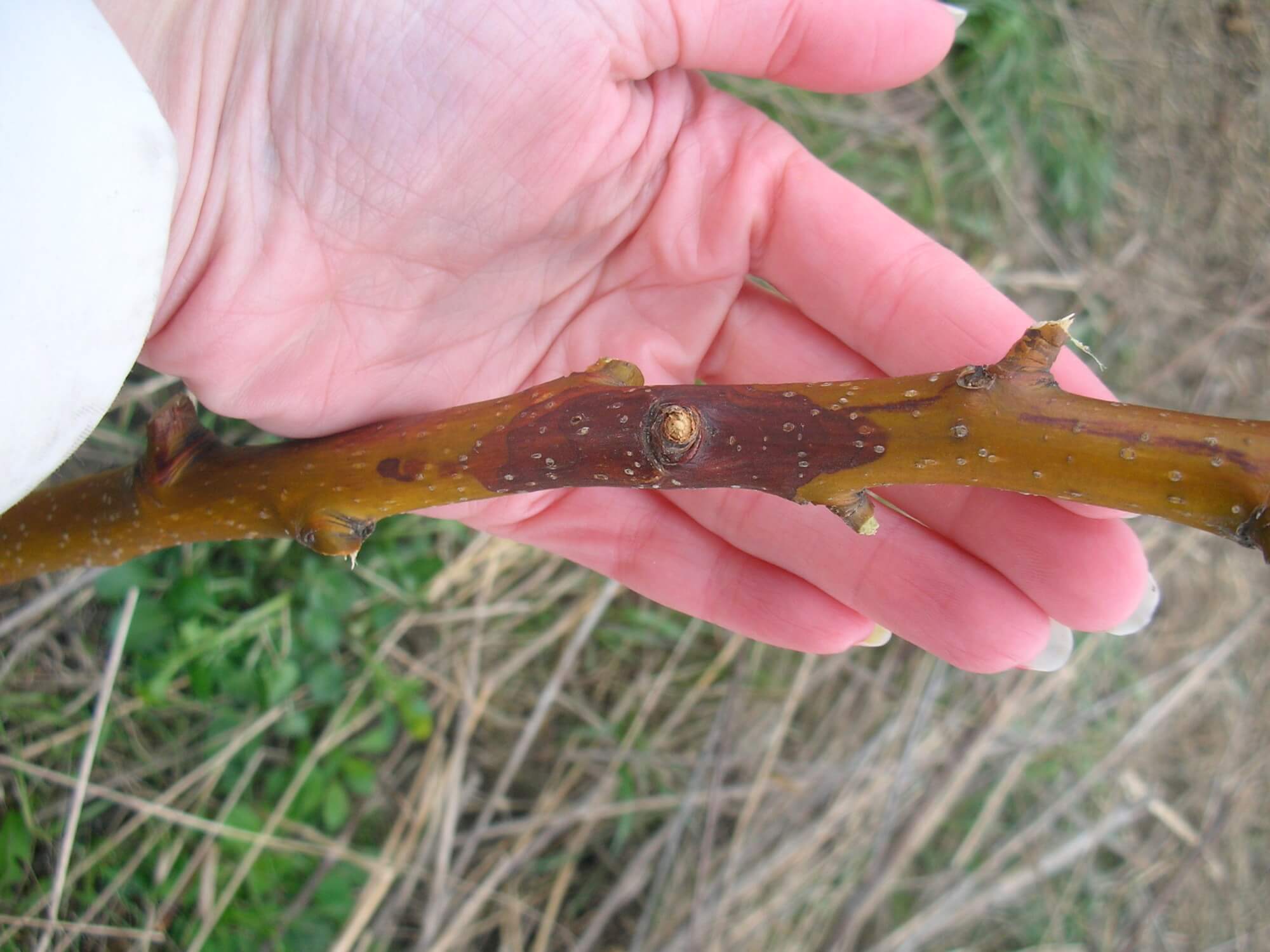 Phomopsis em uma macieira | idMicrobe